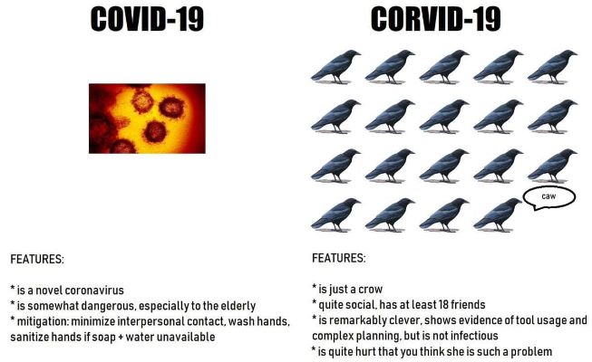 Corvid - 19